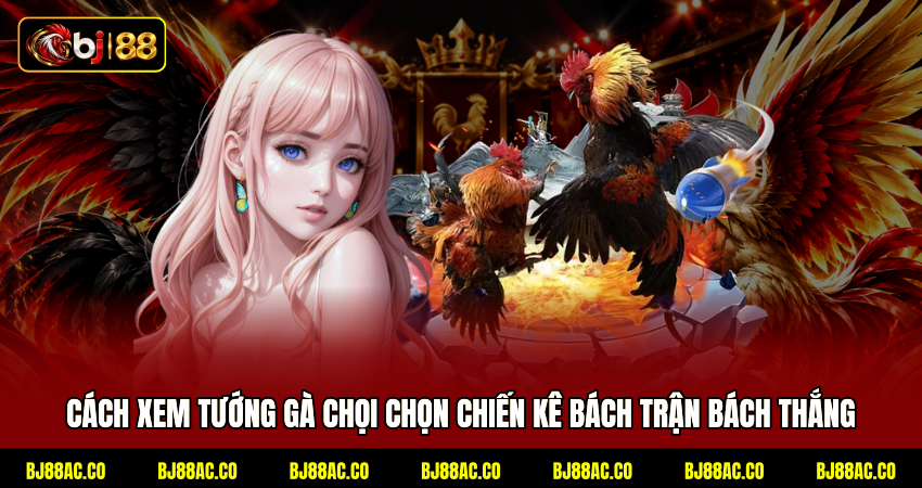 Cách Xem Tướng Gà Chọi Chọn Chiến Kê Bách Trận Bách Thắng